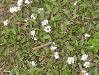 JRBBFM026-10 Phyla nodiflora.jpg