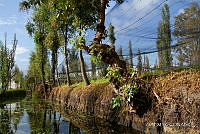 3R 01455 Canales de Xochimilco.jpg