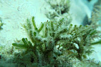 BDP0136 Codium isthmocladum.jpg