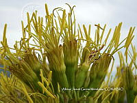 AJGM0276 Agave americana.JPG