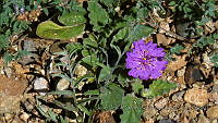 JJSE0017 Allionia incarnata.JPG