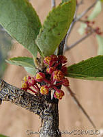 OTV6764 Xylosma flexuosa.jpg