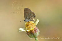 JCGM03247 Hemiargus ceraunus ssp. gyas.jpg
