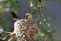 CNS0448 Basilinna xantusii.jpg