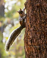 ESAI 0006 Sciurus aurogaster.jpg