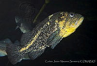 CNS1309 Sebastes nebulosus.jpg