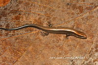 JCC0433 Scincella silvicola.JPG