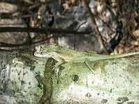 RCF0001 Anolis nebulosus.jpg