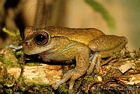 EGP0082 Plectrohyla ixil.jpg