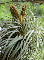 IRR 0009 Viridantha atroviridipetala.jpg