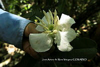 JAdNV0033 Hauya elegans.JPG