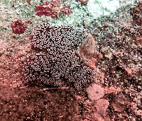 NE018 0348 Botrylloides leachii.jpg
