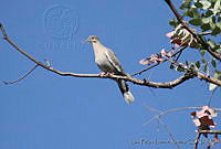LFLR0084 Zenaida asiatica.jpg
