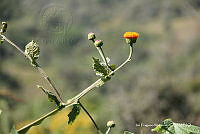 proy JF091 0486 Verbesina crocata.JPG