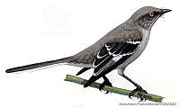 MAPM0047 Mimus polyglottos.jpg