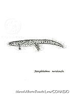 MARL0476 Notophthalmus meridionalis.jpg