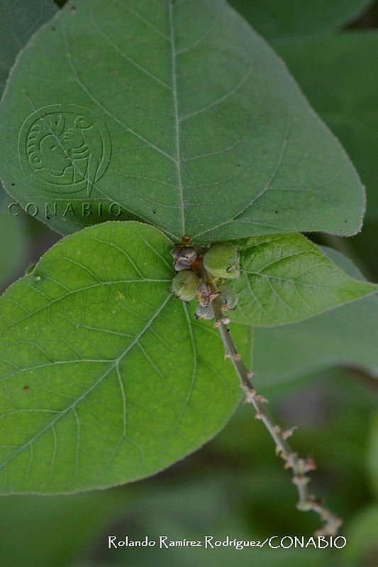 RRR0314%20Croton%20morifolius.jpg.nyeD JP0MYVZx9FhQA3g0JtbmFja29CbnFuZ3NAbXJ6LGtwZwA.ZXHJC3VsJY