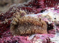 AEG0103 Taringa aivica.jpg