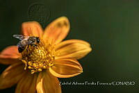 ZAPF0441 Apis mellifera.jpg