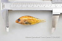 RQTG1146 Oreochromis sp..jpg