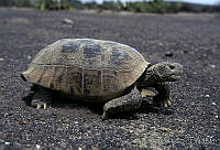 AB0238 Gopherus flavomarginatus.jpg