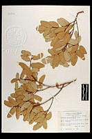 102084 Quercus oblongifolia.jpg
