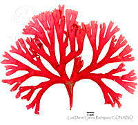 LDGR052 Plocamium katinae.jpg
