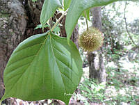 PCC005 Platanus mexicana.JPG