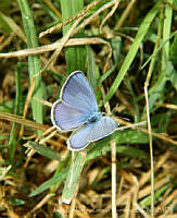 JCGM02797 Hemiargus ceraunus ssp. gyas.jpg