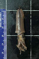 KT014 0130 Pterygioteuthis giardi.JPG