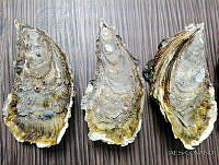 Magallana gigas_2.JPG