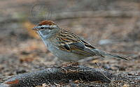 SM0663 Spizella passerina.jpg