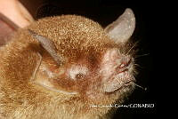 JCC0333 Pteronotus parnellii ssp.  mexicanus.JPG