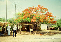 FGM3187 Delonix regia.JPG