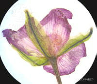 SL3930 Gibasis linearis ssp. linearis.jpg