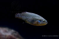 IMDOC2271 Characodon audax.jpg