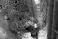 MANP01 Panthera onca.jpg