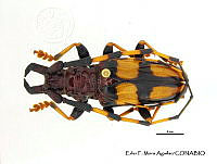 EFM0095 Trachyderes mandibularis.JPG