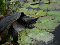 JMDG008 Staurotypus triporcatus.jpg