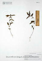 DADZ119 Acalypha neomexicana.JPG