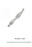 MARL0441 Mesosagitta sibogae.jpg