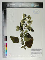 JAdNV0498 Ageratina mairetiana.JPG