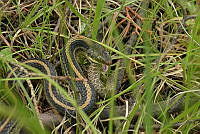 JCGM01 Thamnophis eques.jpg
