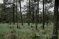 IMDOC Hong 0110 Pinus sp..jpg