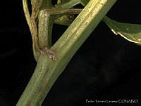 PTL0109 Apium graveolens.jpg