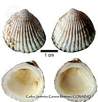 KT014 0395 Tucetona strigilata.JPG