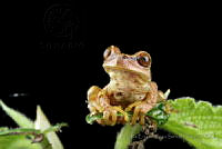 JEPS043 Plectrohyla sagorum.jpg