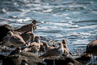 IDG Nat 0016 Numenius phaeopus.jpg