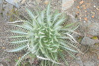 LAA047 Cirsium nivale.jpg