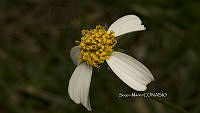 SM0291 Bidens odorata.jpg